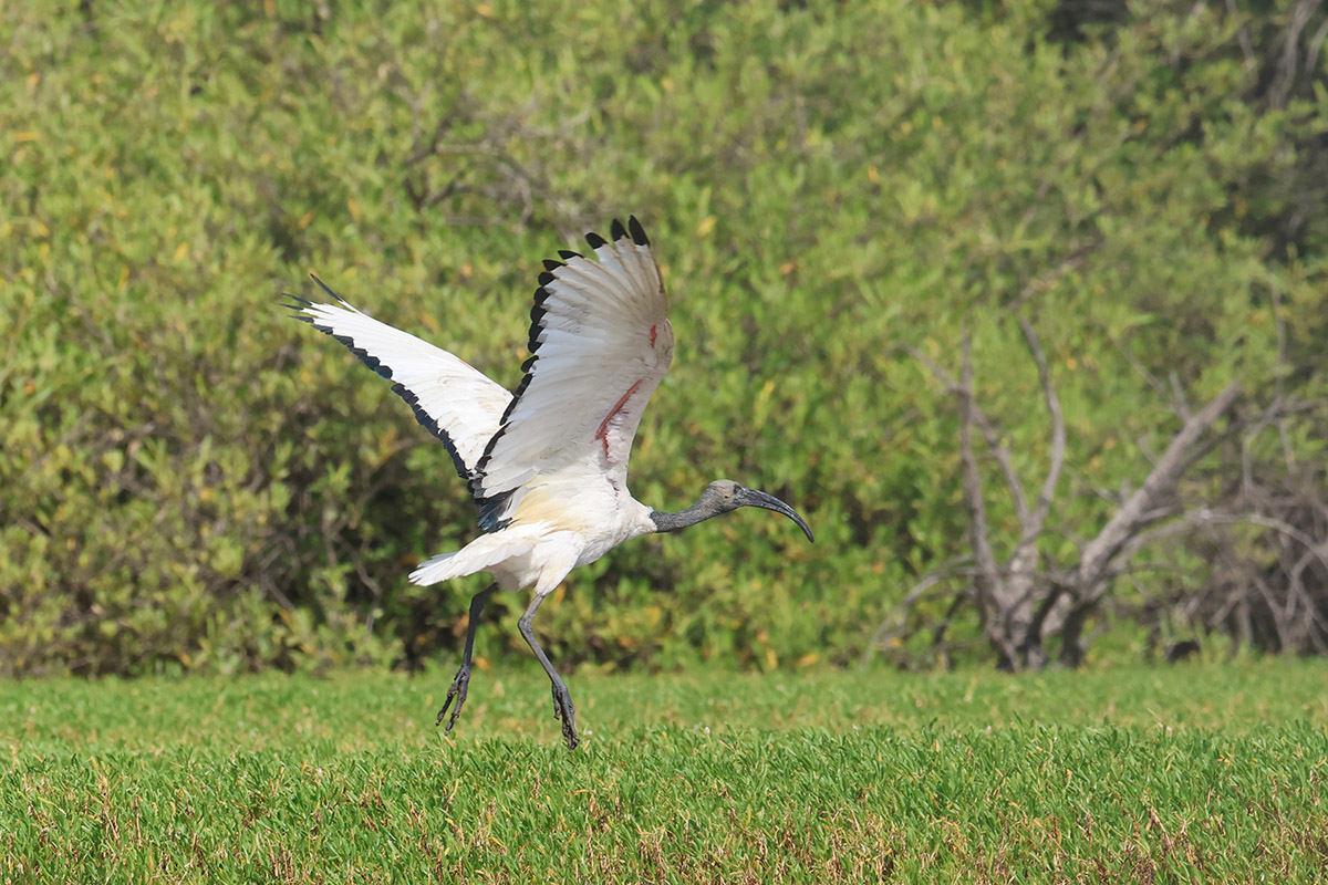 Sacred Ibis